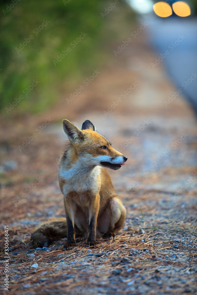 Fototapeta premium Alberese (GR), Italy - June 10, 2017: A fox in Uccellina Natural Reserve, Alberese, Grosseto, Tuscany, Italy, Europe