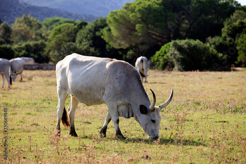 Fototapeta Naklejka Na Ścianę i Meble -  Alberese (GR), Italy - June 10, 2017: Chianina cow in Uccellina Natural Reserve, Alberese, Grosseto, Tuscany, Italy, Europe