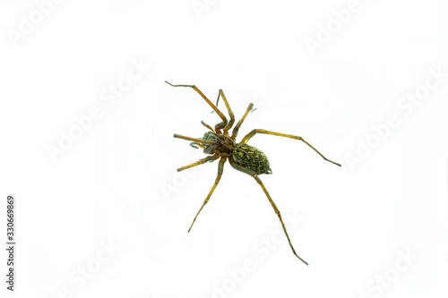 Spinne- Hauswinkelspinne © thomasknospe