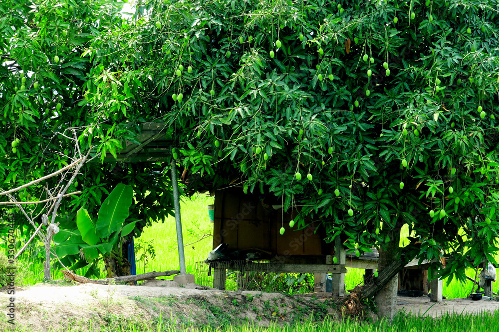 Thailand beautiful Rice field landscape Thailand beautiful Rice field landscape