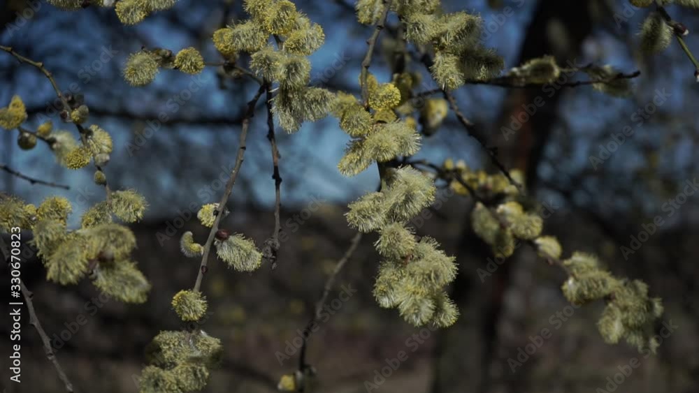 Early spring. The willow blossoms