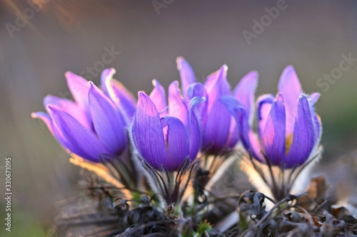 Spring background with flowers in meadow. Pasque Flower (Pulsatilla grandis)