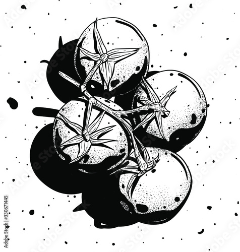 Pomidory na gałęzi ilustracja i grafika wektorowa