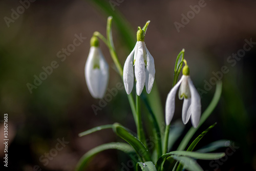 Closeup of small white delicate snowdrops in spring
