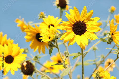 Beautiful sunflowers blooming in the field with blue sky background.