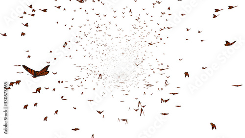 Foto swarm of monarch butterflies, Danaus plexippus group isolated on white backgroun