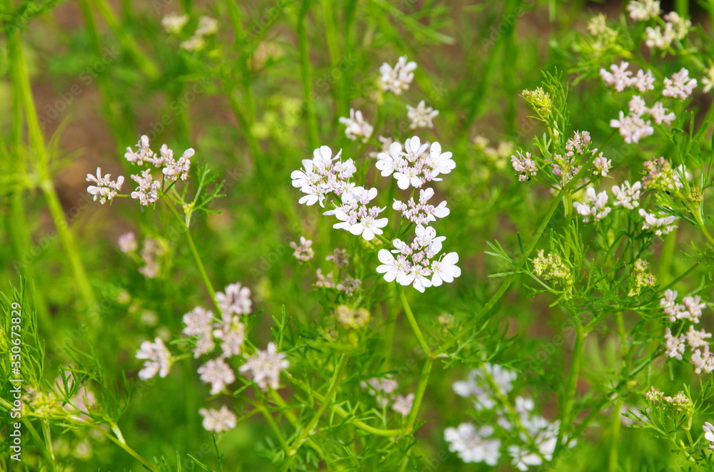 Flowering coriander seed, or cilantro (lat. Coriandrum sativum) Flowering coriander seed, or cilantro (lat. Coriandrum sativum)