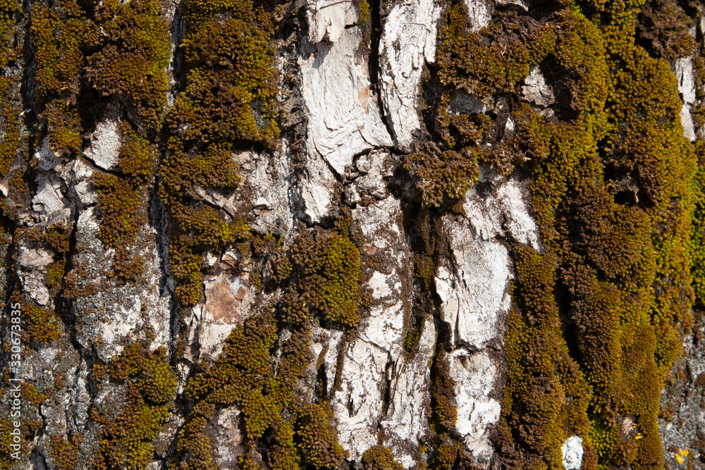 Obraz premium tree bark