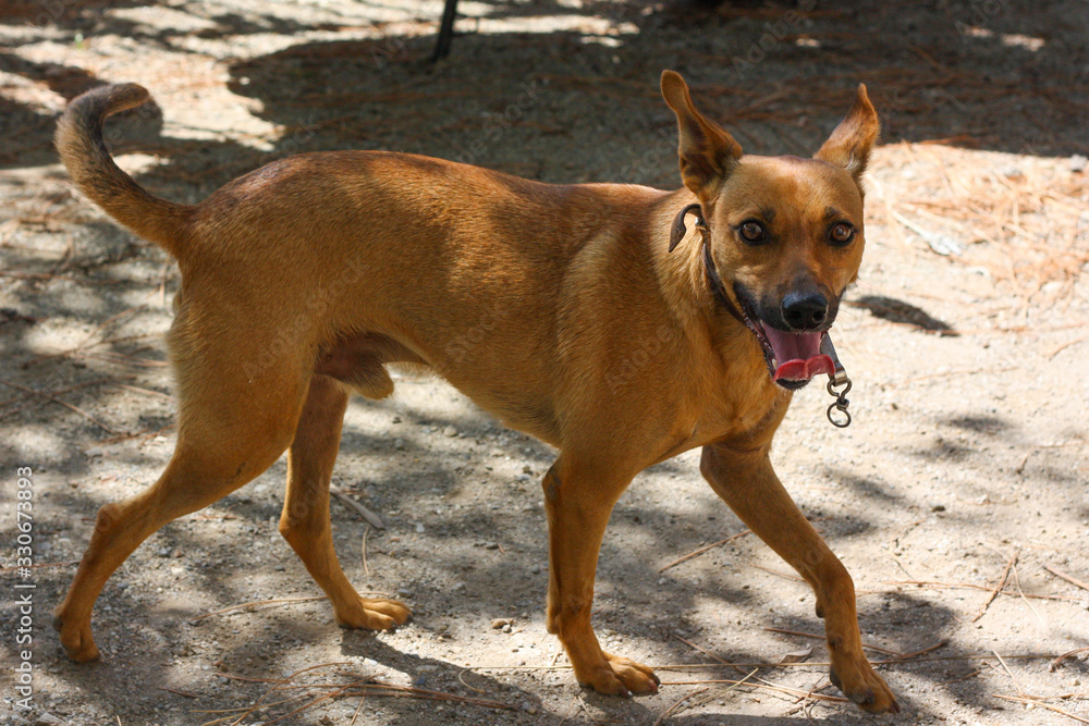 Cirneco dell'Etna, slender dog with brown cape looks with his mouth open. Cirneco dell'Etna, slender dog with brown cape looks with his mouth open.
