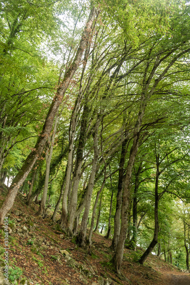 Nature background. Green trees growing on a mountainside Nature background. Green trees growing on a mountainside