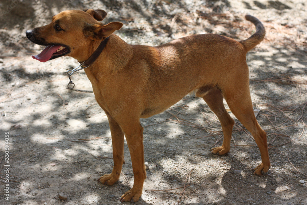 Cirneco dell'Etna, slender dog with brown cape looks with his mouth open. Cirneco dell'Etna, slender dog with brown cape looks with his mouth open.