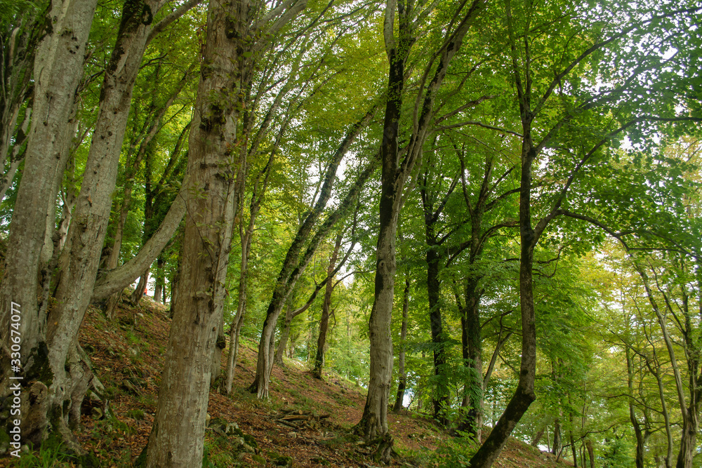 Nature background. Green trees growing on a mountainside 