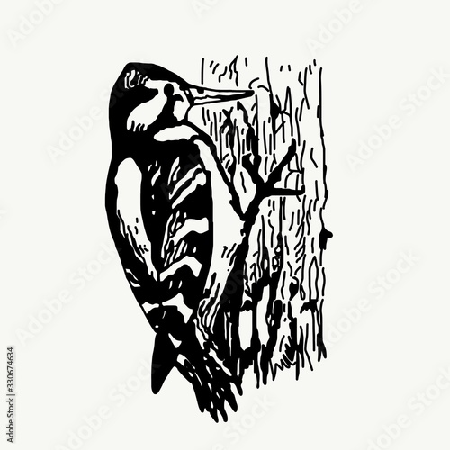 Hand drawn woodpecker illustration isolated on white background photo