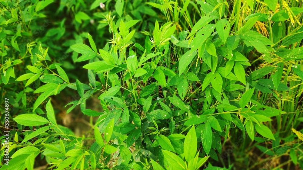 background of green leaves background of green leaves
