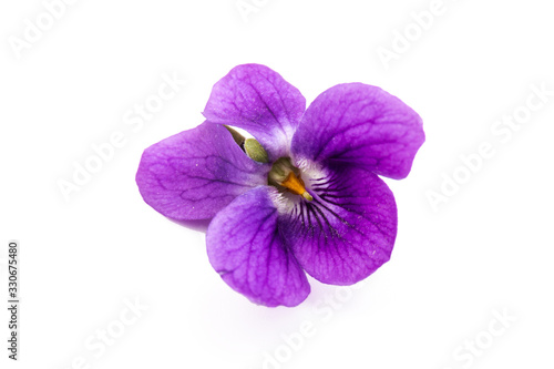Viola Odorata flowers isolated on white background in close- up. Place for text. Top view with copy space