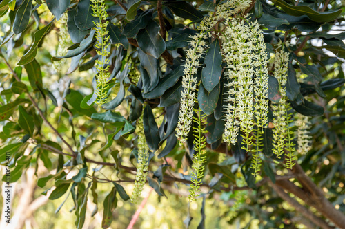 White color of macadamia nut flowers blossom on macadamia tree at plantation