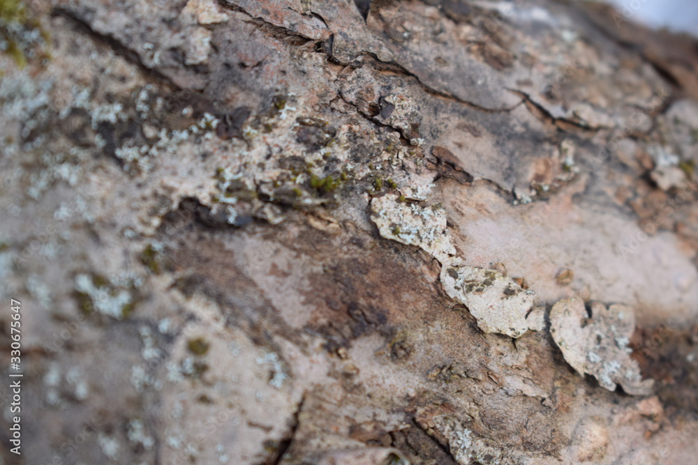 bark of a tree bark of a tree