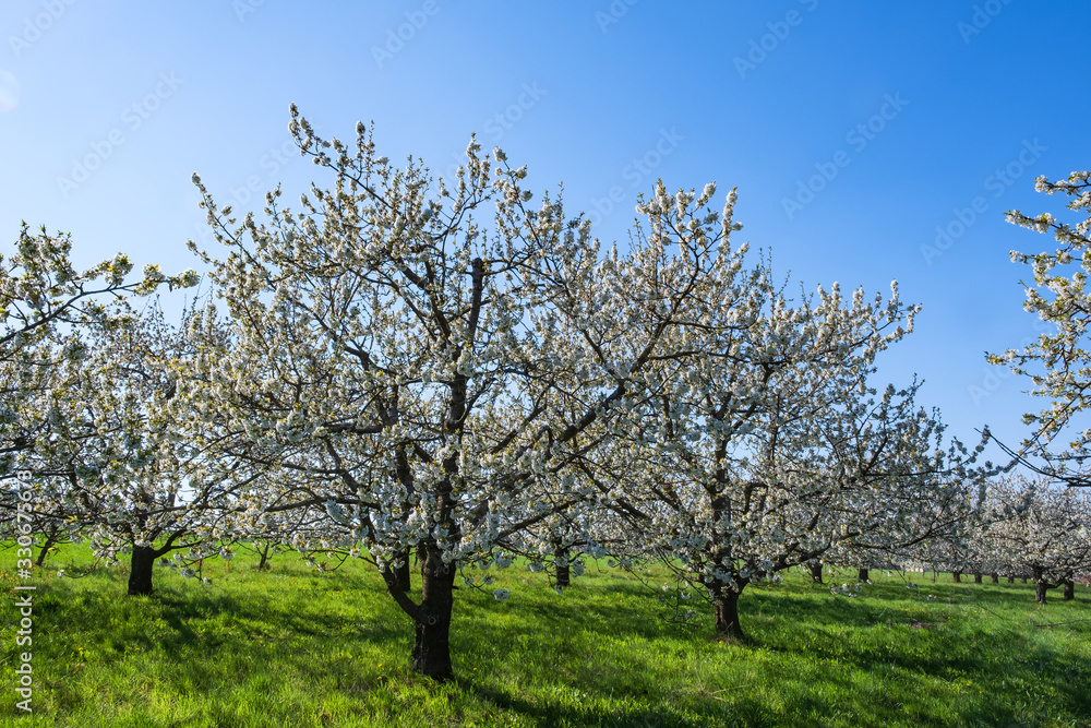 Blühende Kirschbäume in der Fränkischen Schweiz/Deutschland Blühende Kirschbäume in der Fränkischen Schweiz/Deutschland