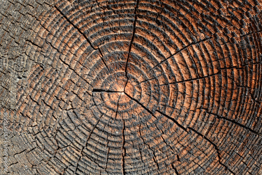 Fototapeta premium old wood texture