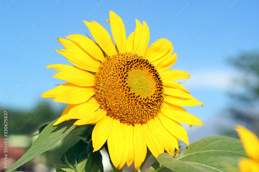 The sunflower bloom well at summer and bright day The sunflower bloom well at summer and bright day