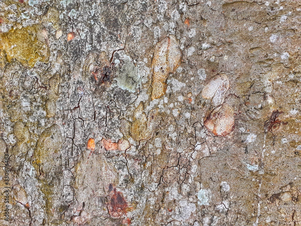 Rough texture of a big tree trunk. Tree trunk background texture Rough texture of a big tree trunk. Tree trunk background texture