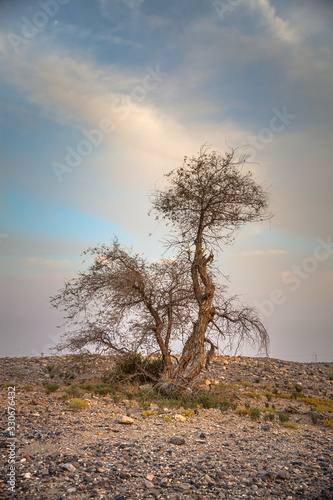 Desert tree at sunset 