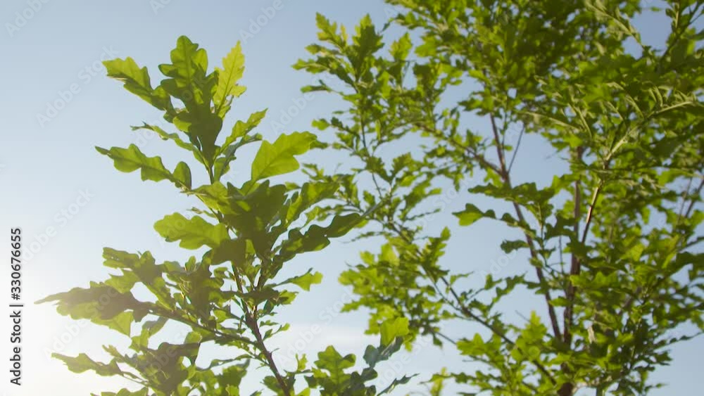 Sun peering through the green lush leaves of an oak tree. Summer nature recharge Sun peering through the green lush leaves of an oak tree. Summer nature recharge
