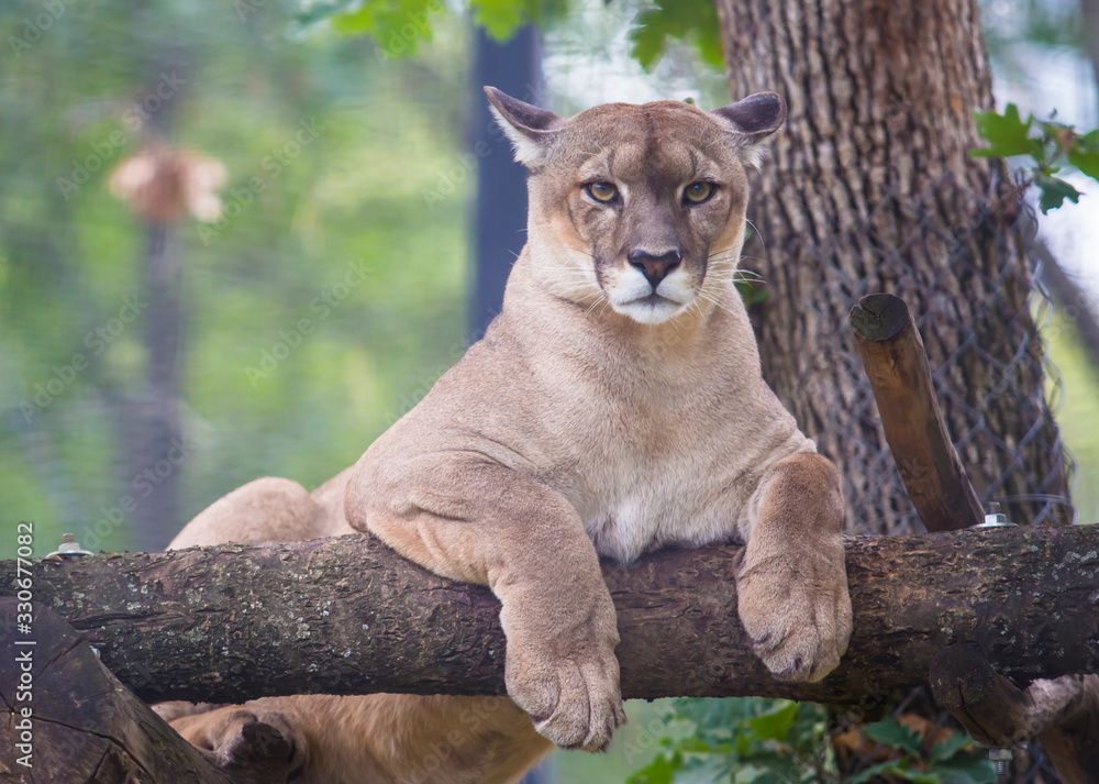 Fototapeta premium Cougar animal relax on tree