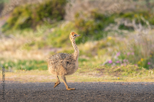Ostrich baby walk for living on field at seaside : Cape of good hope , South africa