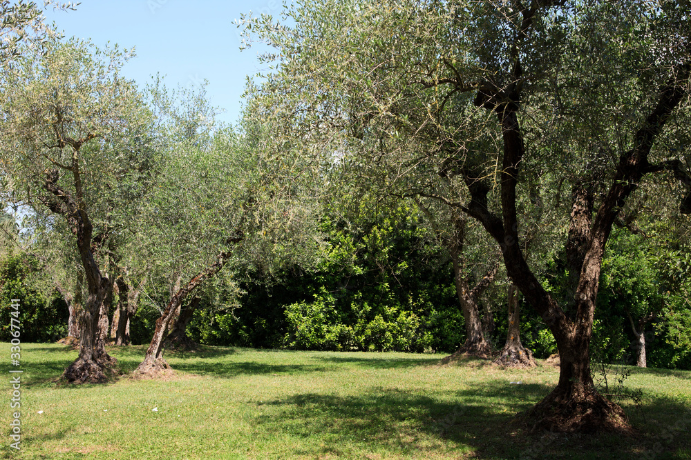 Soriano nel Cimino (VT), Italy - May 15, 2016: Olive tree, Soriano nel Cimino, Lazio, Italy . Soriano nel Cimino (VT), Italy - May 15, 2016: Olive tree, Soriano nel Cimino, Lazio, Italy .