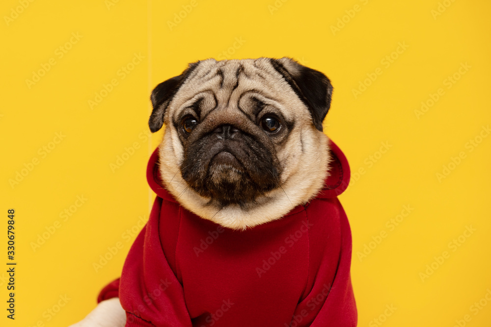 Happy Dog smile on yellow background,Cute Puppy pug breed happiness ready for summer,Purebred Dog Concept Happy Dog smile on yellow background,Cute Puppy pug breed happiness ready for summer,Purebred Dog Concept