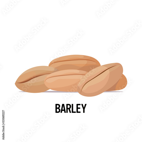 barley seeds organic healthy vegetarian food on white background vector illustration