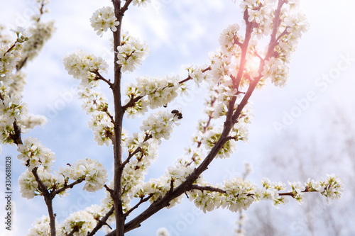 Blooming gardens and trees in spring. Branches of plum blossom against the blue spring sky. The concept of spring   ecology  fresh air and seasons.