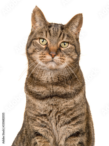 Fotografie Portait of a tabby cat looking at the camera on a white background in a vertical