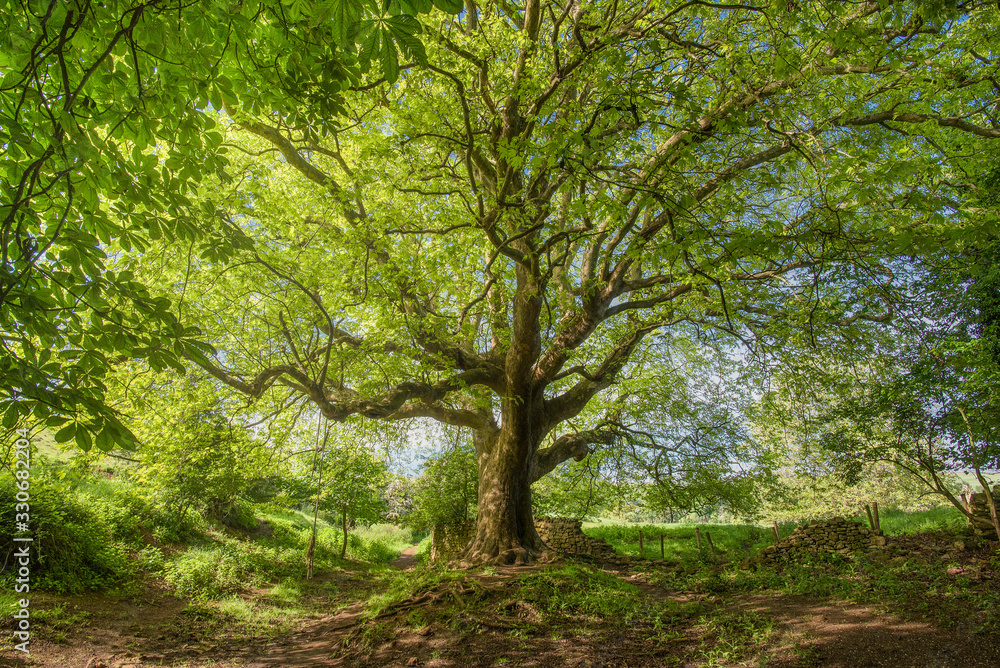 Large pretty old maple tree in a rural landscape Large pretty old maple tree in a rural landscape