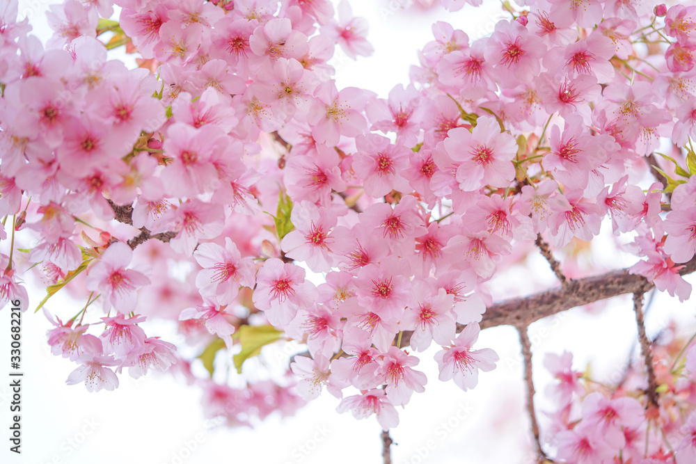 桜 桜