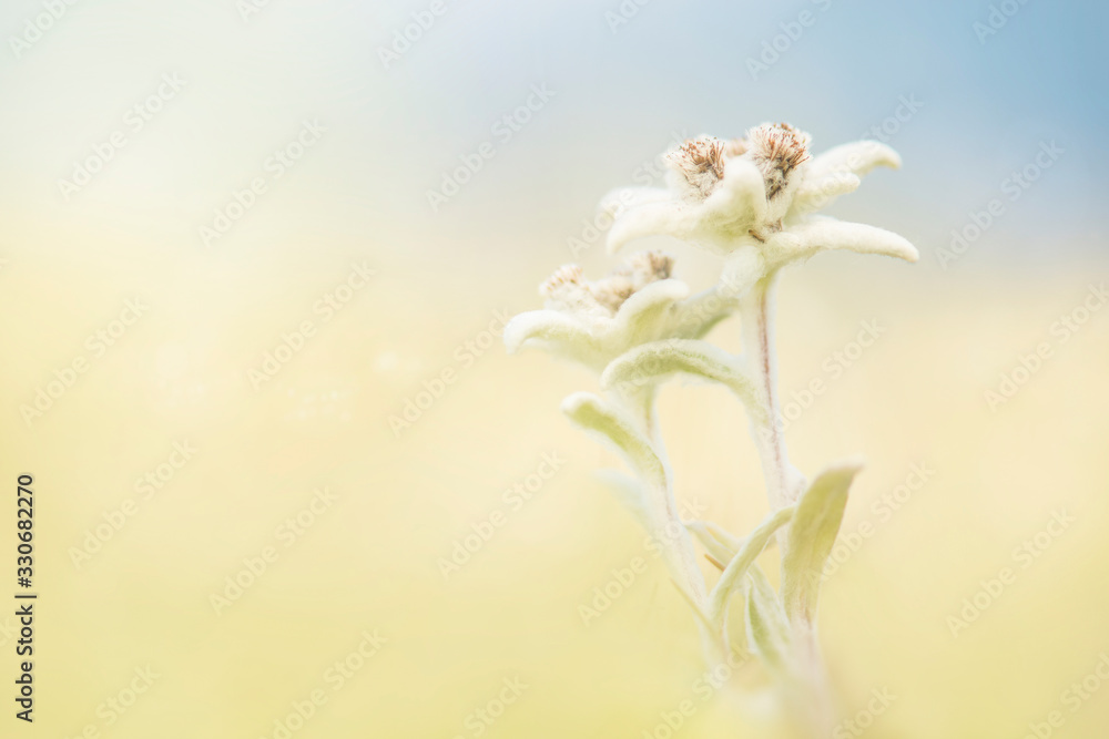 Two blooming edelweiss flowers in a field Two blooming edelweiss flowers in a field