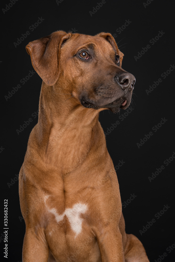 Portrait of a Rhodesian Ridgeback dog looking up at a black background in a vertical image