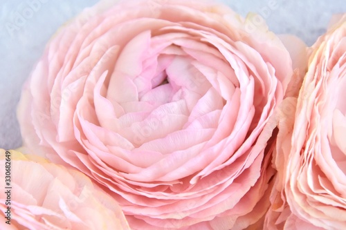 Pastel ranunculus close up, selective focus. Beautiful pink rose flower with tender blurred petals. Cream rose flower macro 