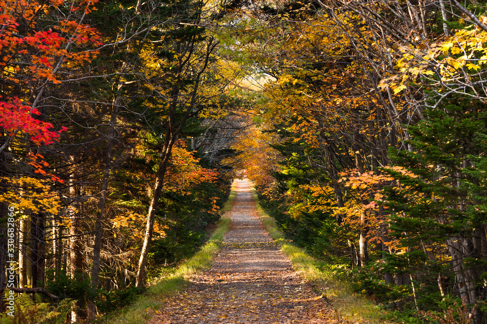 Obraz premium 日本・北海道東部の国立公園、紅葉した林道