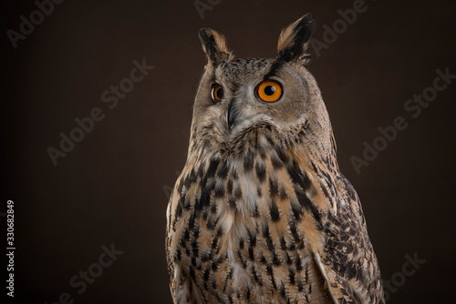 Eagle owl portrait at a dark brown background