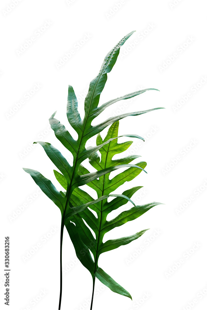 Fototapeta premium Tropical green leaves of Monarch fern or Wart fern (Microsorum scolopendria) foliage tropic plant grows in wild isolated on white background, clipping path included.
