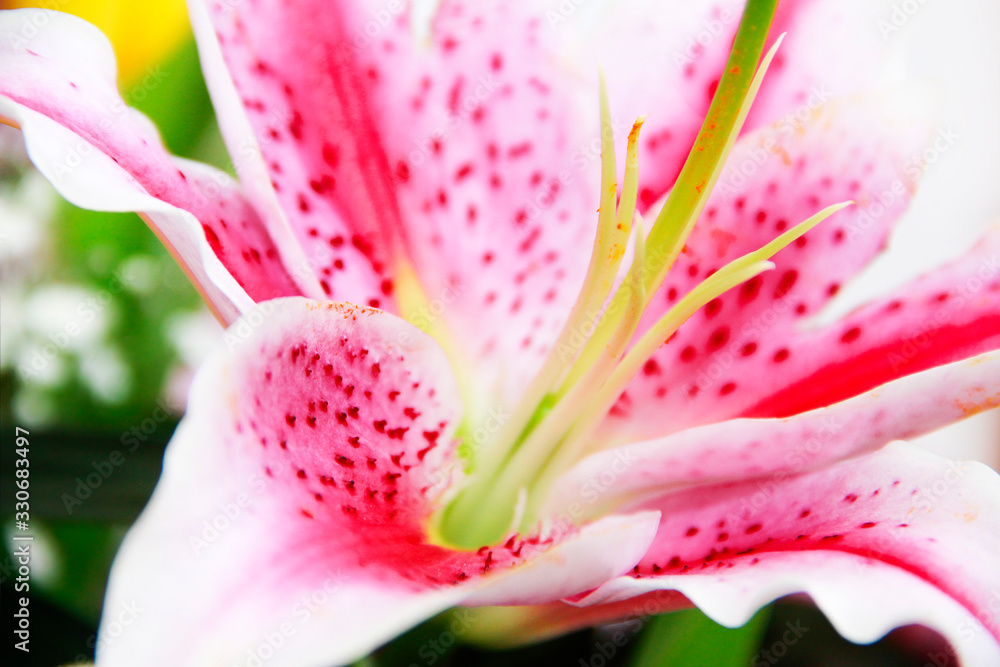 large flower of natural pink lily with petals and pestle
