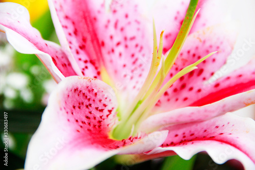 large flower of natural pink lily with petals and pestle