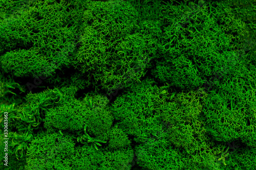 Natural green moss texture background.