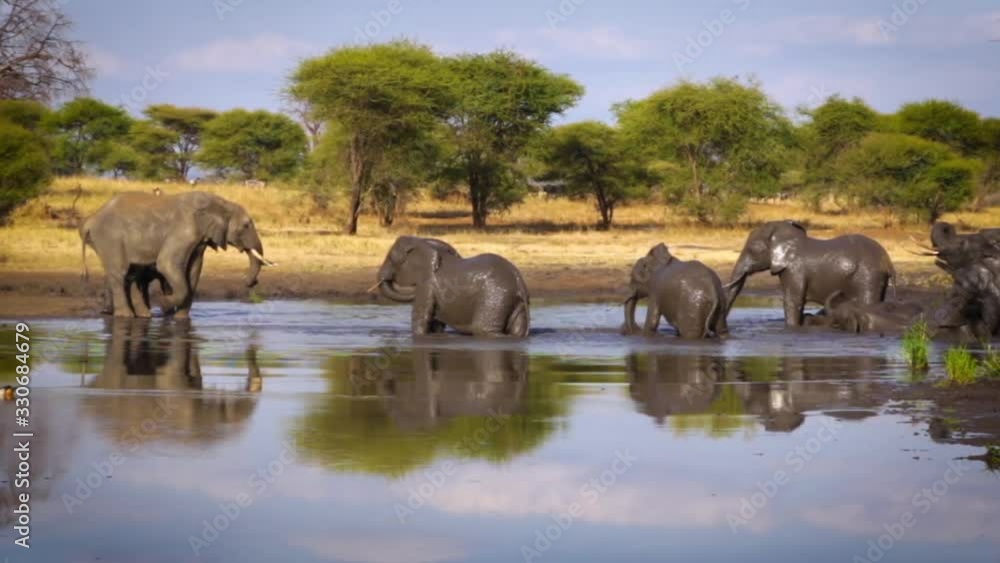 African bush elephant demanding, with his leg gesture, others to move out of the water hole. African bush elephant demanding, with his leg gesture, others to move out of the water hole.