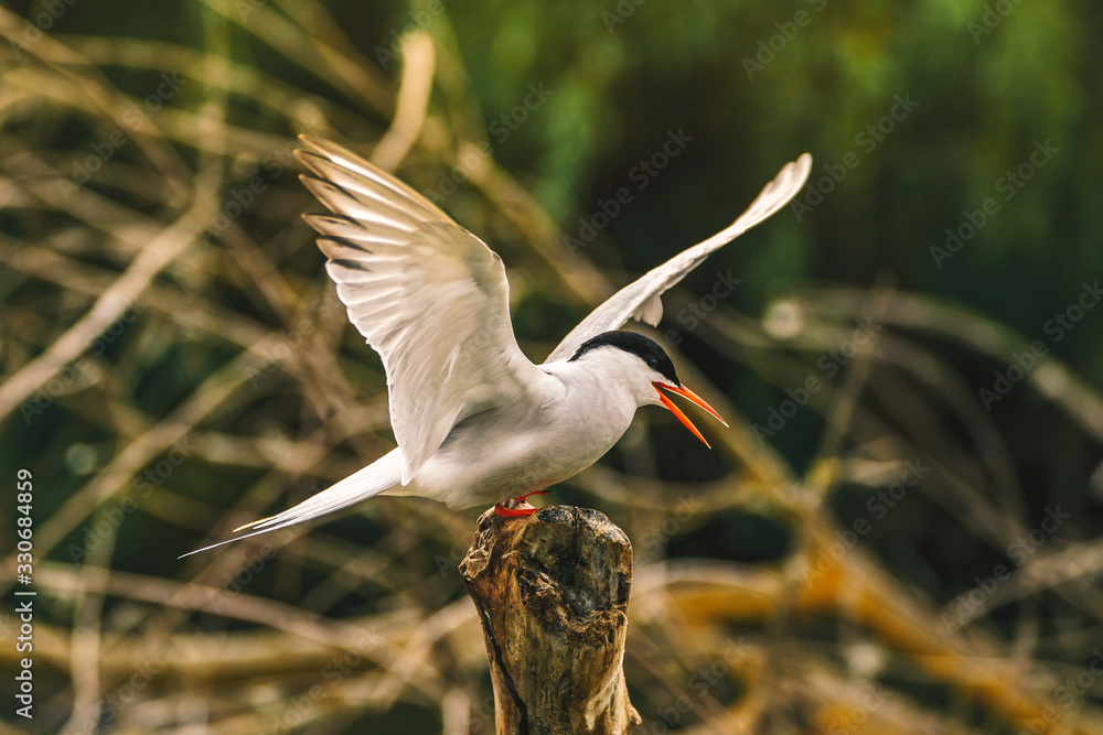 Obraz premium Arctic Tern - Sterna Paradisaea as seen in the Danube Delta, Romania Europe