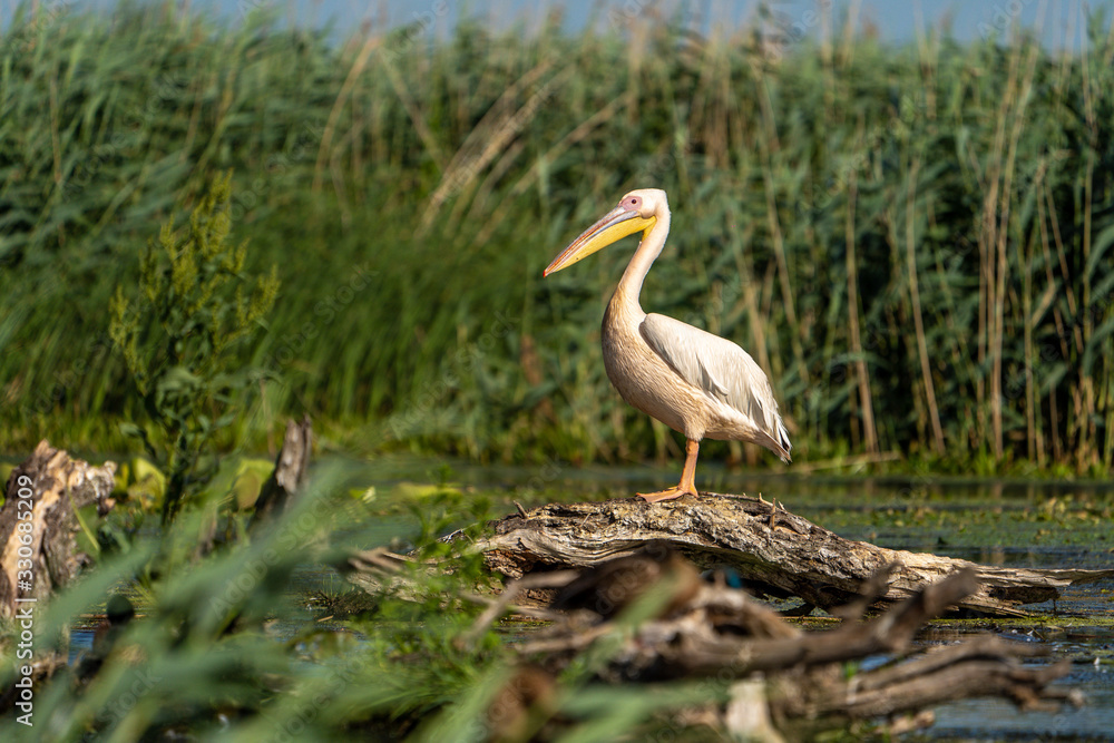 Fototapeta premium Danube Delta Pelican in the reeds