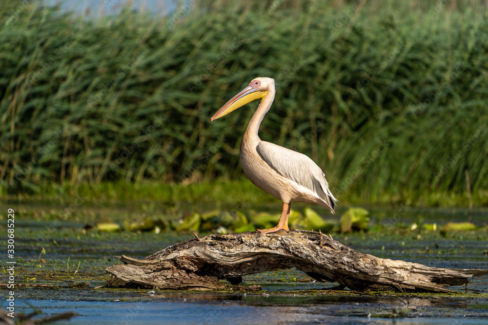Obraz premium The most common and well known bird in the Danube Delta, the Great White Pelican
