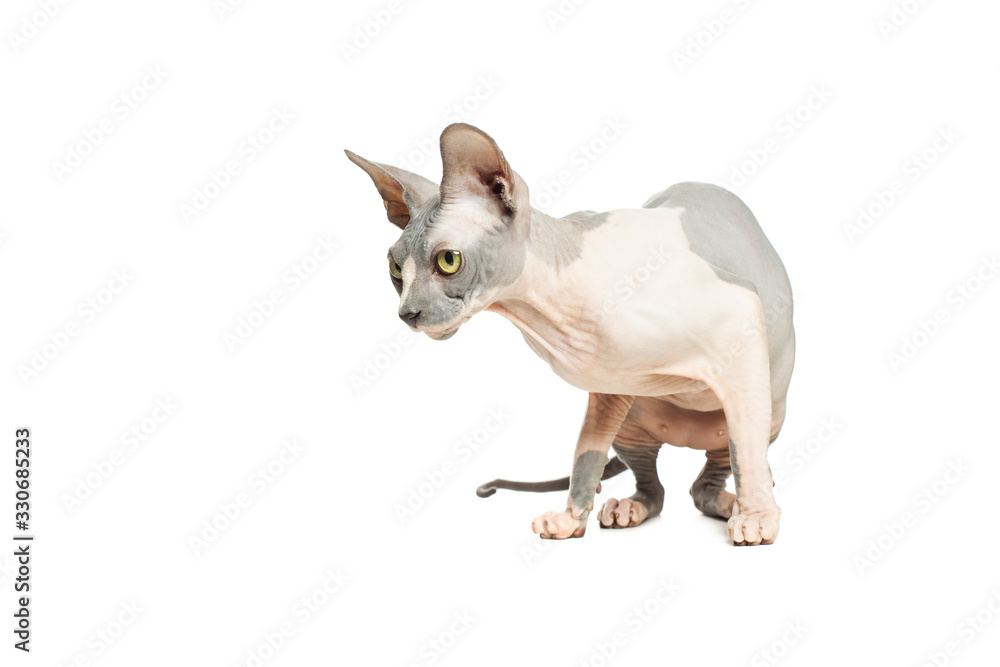 Cute cat don sphynx isolated on white background